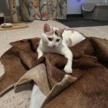 Cali -  Domestic Short Hair Cat for Adoption in Belmont, North Carolina - Cali | PetCurious