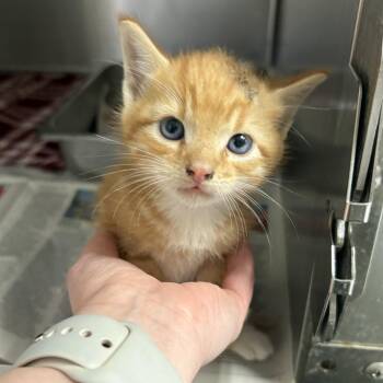 Copper -  Domestic Short Hair Cat for Adoption in Elberon, Virginia - Copper | PetCurious