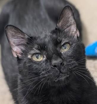 JiJi -  Domestic Short Hair Cat for Adoption in La Harpe, Kansas - JiJi | PetCurious