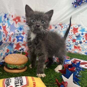 Rescue Domestic Short Hair Cats for Adoption in Hinesville, Georgia - Pork Chop | PetCurious