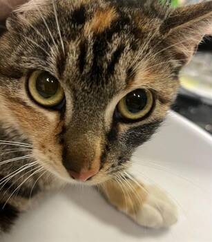 Domestic Short Hair Cats Available for Adoption - KIM | PetCurious