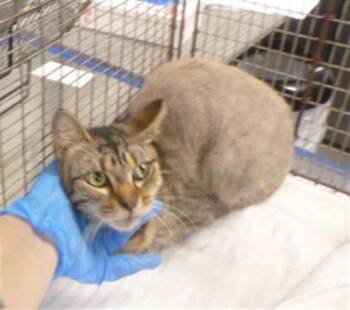 Domestic Short Hair Cats Available for Adoption in Kalamazoo, Michigan - BUNNY | PetCurious