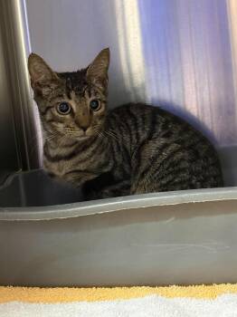 Betty -  Domestic Short Hair Cat for Adoption in Burgaw, North Carolina - Betty | PetCurious