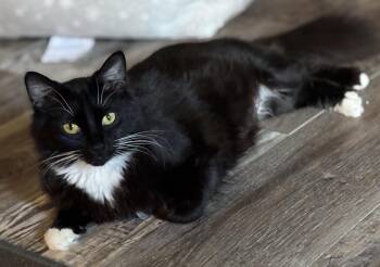 Domestic Medium Hair Cats Available for Adoption in Murfreesboro, Tennessee - Clovers | PetCurious