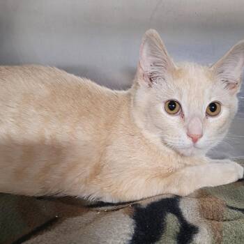 Domestic Short Hair Cats Available for Adoption - Roo | PetCurious