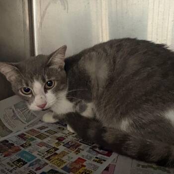 Tammy -  Domestic Short Hair Cat for Adoption in Lufkin, Texas - Tammy | PetCurious