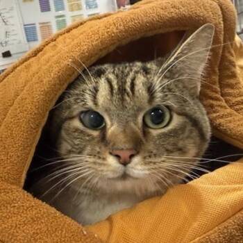 Rescue Domestic Short Hair Cats for Adoption in New York, New York - Yuliana | PetCurious