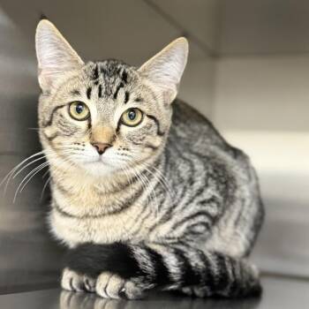 Cairo -  Domestic Short Hair Cat for Adoption in Bullhead City, Arizona - Cairo | PetCurious