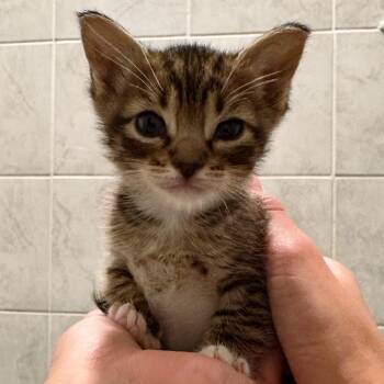 Zucchini -  Domestic Short Hair Cat for Adoption in San Antonio, Texas - Zucchini | PetCurious