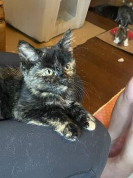 Domestic Short Hair Cats Available for Adoption in St. Cloud, Minnesota - Tille | PetCurious