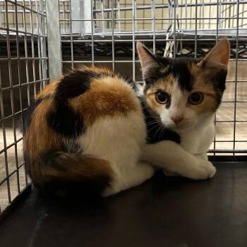 Marmalade -  Domestic Short Hair Cat for Adoption in Pasadena, California - Marmalade | PetCurious