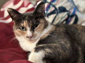 Narcissa -  Domestic Short Hair Cat for Adoption in Seattle, Washington - Narcissa | PetCurious