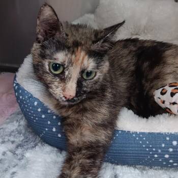 Domestic Short Hair Cats Available for Adoption in Jupiter, Florida - Carousel | PetCurious