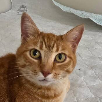 Domestic Short Hair Cats Available for Adoption in Zanesville, Ohio - Ginger | PetCurious