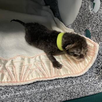 Bandit -  Domestic Short Hair Cat for Adoption in Pasadena, California - Bandit | PetCurious