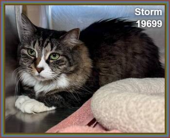 STORM -  Domestic Medium Hair Cat for Adoption in Marietta, Georgia - STORM | PetCurious