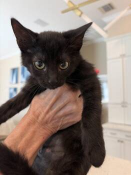 Mika -  American Shorthair Cat for Adoption in Tampa, Florida - Mika | PetCurious
