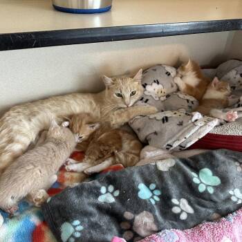 Mimosa -  Domestic Short Hair Cat for Adoption in Durango, Colorado - Mimosa | PetCurious