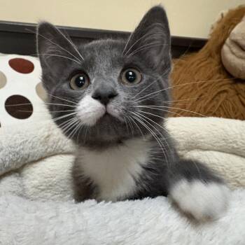 Karoo -  Domestic Short Hair Cat for Adoption in Victoria, British Columbia - Karoo | PetCurious