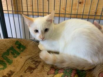 Rescue Siamese Cats for Adoption in Grand Junction, Colorado - Tuna | PetCurious