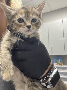 Wednesday -  Domestic Short Hair Cat Available for Adoption in Sevierville, Tennessee - Wednesday | PetCurious