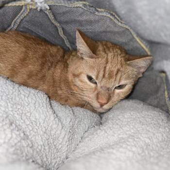 Domestic Short Hair Cats Available for Adoption - Reba McEntire | PetCurious