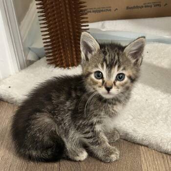 Alberta -  Domestic Short Hair Cat Available for Adoption in Chattanooga, Tennessee - Alberta | PetCurious