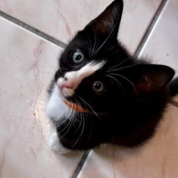 Saturday -  Domestic Short Hair Cat for Adoption in Tampa, Florida - Saturday | PetCurious
