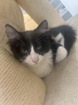 Mr. Pibb -  Domestic Short Hair Cat for Adoption in Corpus Christi, Texas - Mr. Pibb | PetCurious