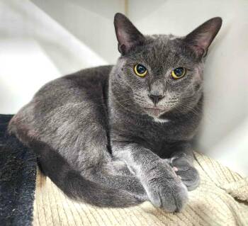 Rescue Domestic Short Hair Cats for Adoption in Greensburg, Pennsylvania - Terrance | PetCurious