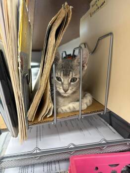 Tweedia -  Domestic Short Hair Cat for Adoption in Topeka, Kansas - Tweedia | PetCurious