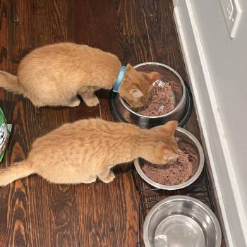 Jolly Roger -  Domestic Short Hair Cat for Adoption in Evanston, Illinois - Jolly Roger | PetCurious
