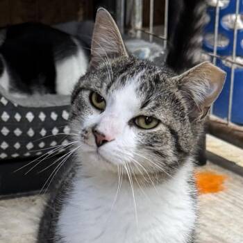 Domestic Short Hair Cats Available for Adoption in Buffalo, New York - Draven | PetCurious