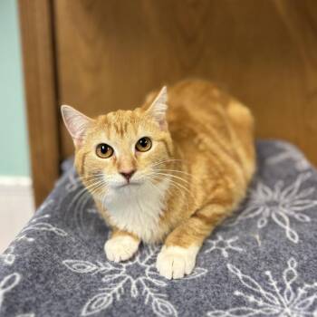 Domestic Short Hair Cats Available for Adoption - Whittney | PetCurious