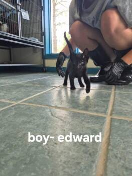 Edward -  Domestic Short Hair Cat for Adoption in Shelby County, Texas - Edward | PetCurious