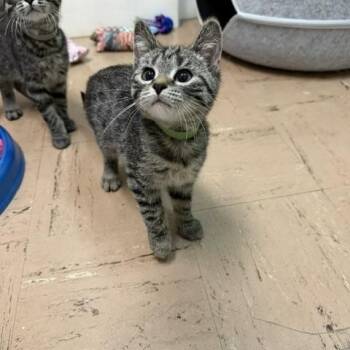 Faun -  Domestic Short Hair Cat for Adoption in Chisholm, Minnesota - Faun | PetCurious