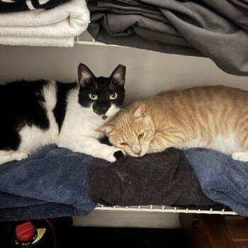 Mr. Mann Matanzas -  Manx Cat for Adoption in Tampa, Florida - Mr. Mann Matanzas | PetCurious