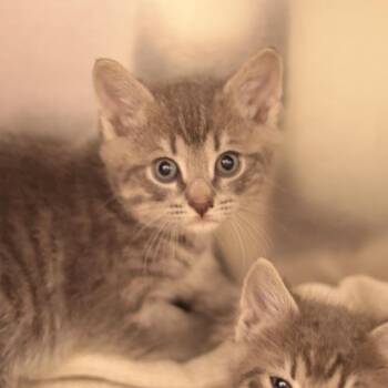 Hills (red collar) -  Domestic Short Hair Cat for Adoption in Philadelphia, Pennsylvania - Hills (red Collar) | PetCurious