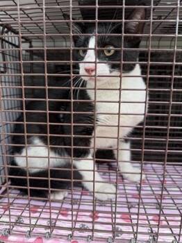 Domestic Short Hair Cats Available for Adoption in Houston, Texas - A654331 | PetCurious