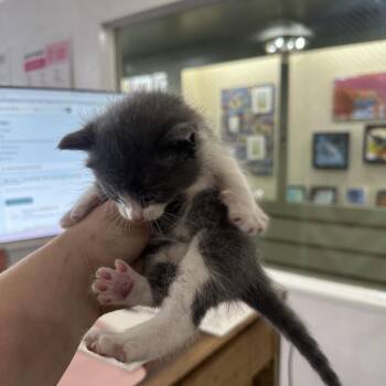 Aang -  Domestic Short Hair Cat for Adoption in Newberg, Oregon - Aang | PetCurious