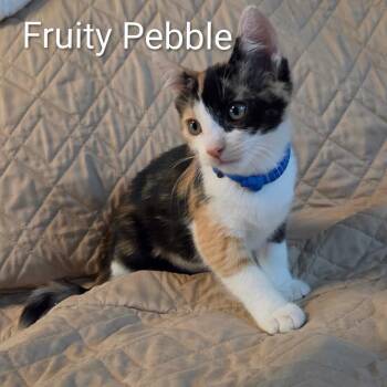 Fruity Pebble (blue collar) -  Domestic Short Hair Cat for Adoption in Orangevale, California - Fruity Pebble (blue Collar) | PetCurious
