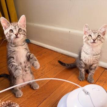 Domestic Short Hair Cats Available for Adoption in Chicago, Illinois - Winnie (bonded With Alvin) | PetCurious