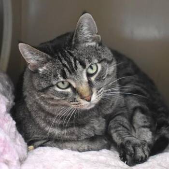 Domestic Short Hair Cats Available for Adoption in Flagstaff, Arizona - Ivy | PetCurious