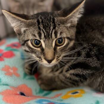 Rhett -  Domestic Short Hair Cat for Adoption in Sarasota, Florida - Rhett | PetCurious
