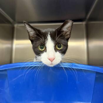 Millie -  Domestic Short Hair Cat for Adoption in Indianapolis, Indiana - Millie | PetCurious