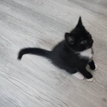 Natasha -  Domestic Short Hair Cat for Adoption in Bayonne, New Jersey - Natasha | PetCurious