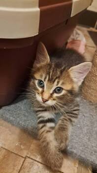 Goose -  Domestic Short Hair Cat for Adoption in St. Peters, Missouri - Goose | PetCurious