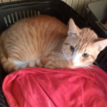 Egyptian Mau Cats Available for Adoption in Brampton, Ontario - Enzo | PetCurious