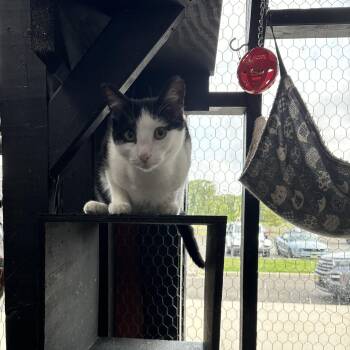 Buck -  Tuxedo Cat for Adoption in Absecon, New Jersey - Buck | PetCurious