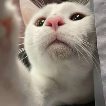 Domestic Short Hair Cats Available for Adoption in Charlottesville, Virginia - Mochi | PetCurious
